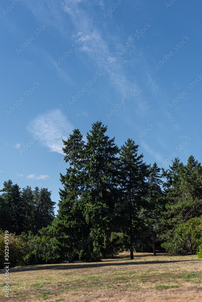 Fir trees on grass in park with blue cloudy sky at background