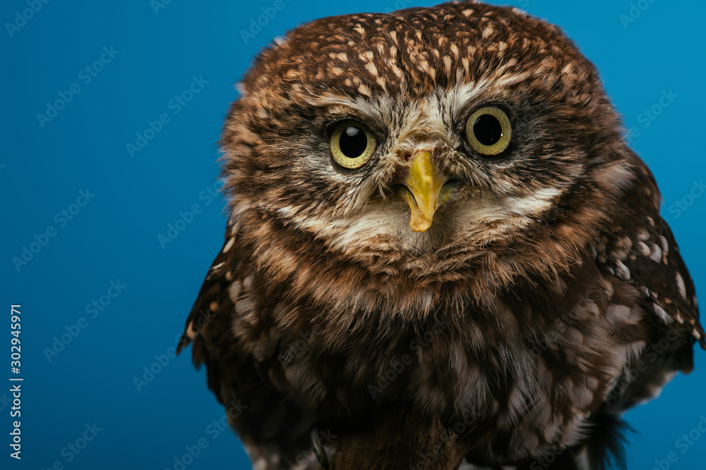 Obraz premium cute wild owl isolated on blue