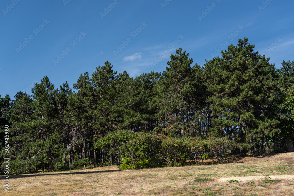 Fir trees on grass in park with blue sky at background