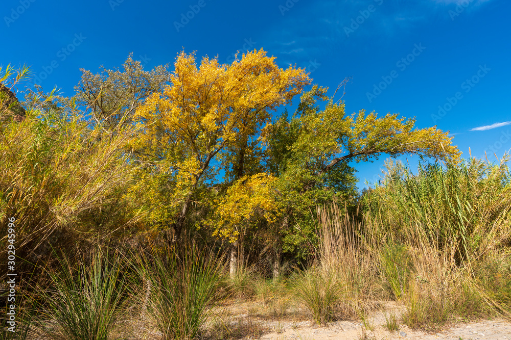 Trees with orange autumn tone