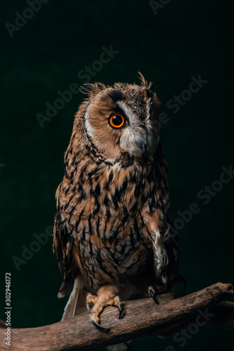 cute wild owl on wooden branch isolated on black