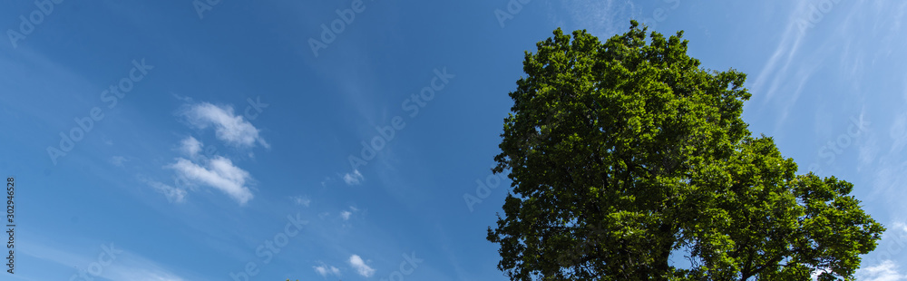 Low angle view of cypress and blue sky with clouds on background, panoramic shot Low angle view of cypress and blue sky with clouds on background, panoramic shot