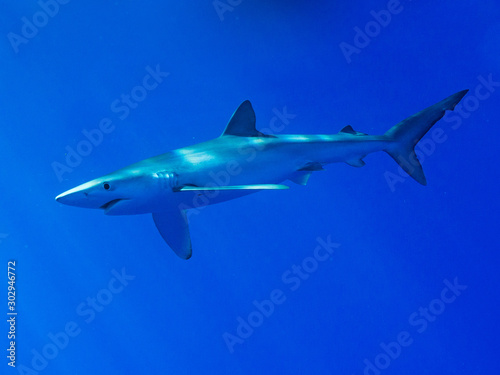 AZORES BLUE SHARK 3