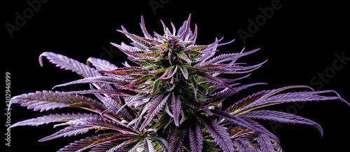 purple marijuana leaf, blue cannabis, beautiful plant on black