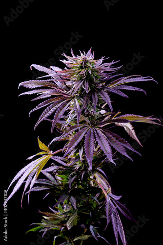 cannabis purple blue bush plant medical marijuana