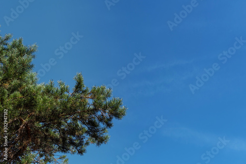 Bottom view of evergreen tree branches with blue sky at background
