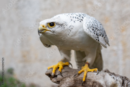 Portrait of a Gyr Falcon, Falco rusticolus, sitting on a stick photo
