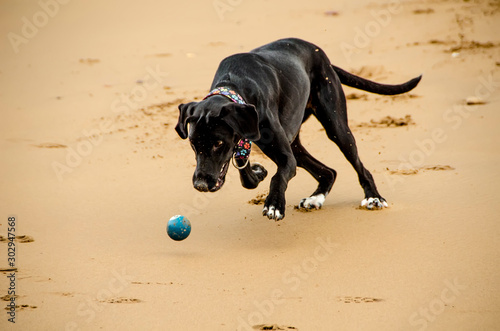 Dog playing with the ball