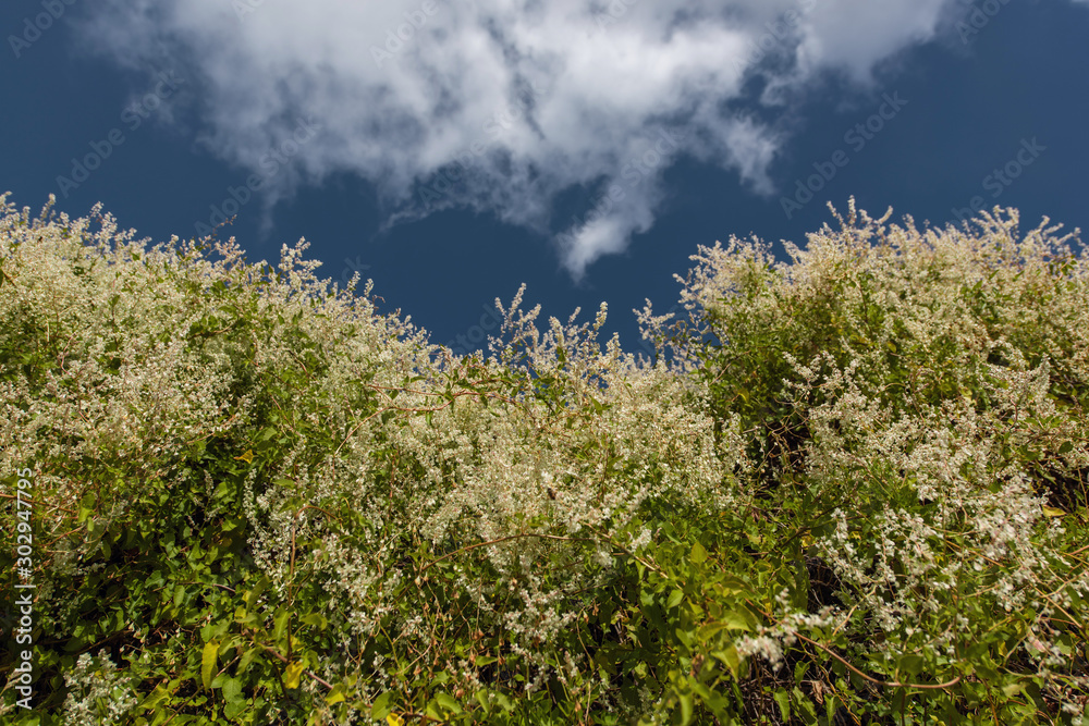Green bushes with white flowers and blue cloudy sky at background