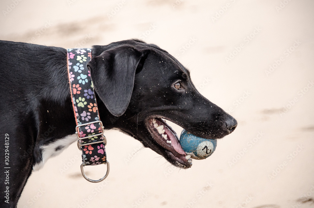 Dog playing with its ball Dog playing with its ball