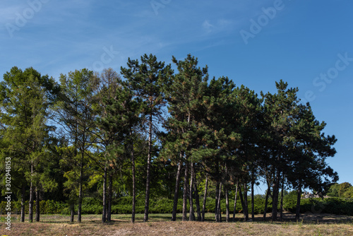 Evergreen trees on grass with blue sky at background