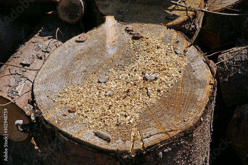 Close-up of a large lumbered and sawn tree stump