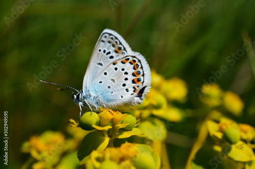 Butterfly in wild flowers. Flower landscape. © Станислав 