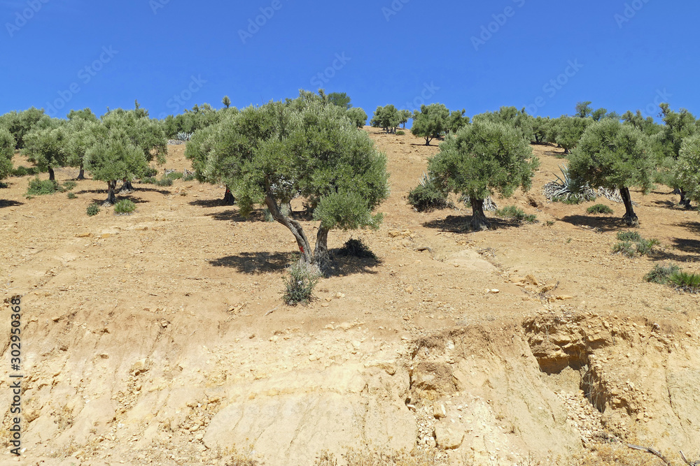 Φωτογραφία Field of olive trees on a little hill with very dry soil in the North of Morocco