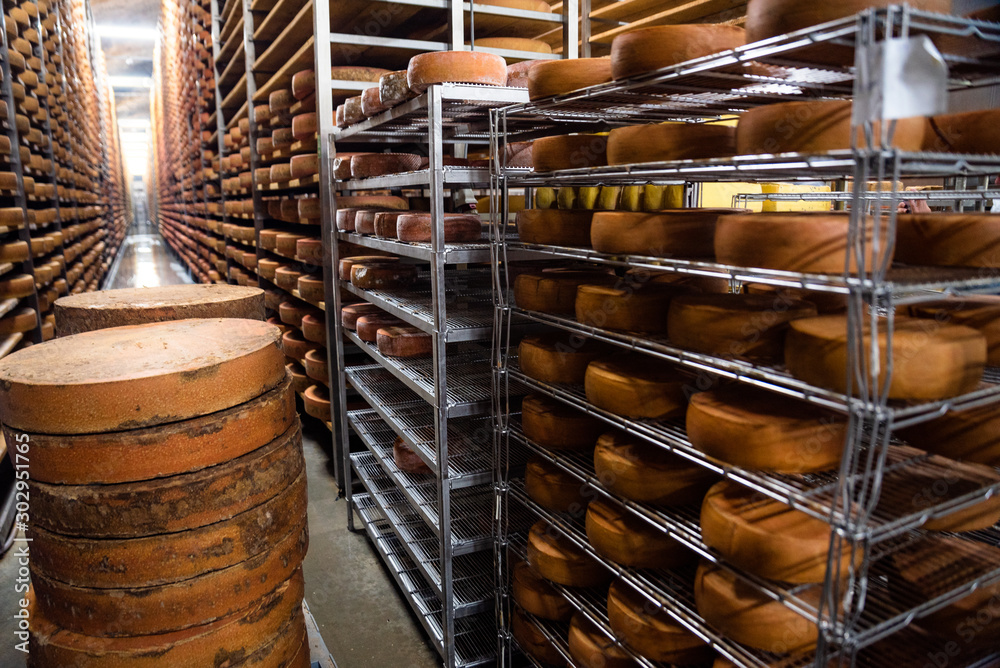 long wooden shelvings, filled with hard cheese wheels, and testing equipment in cheese ripening chamber; affinage cellar; quality control; authentic, traditional cheesemaking; Alps