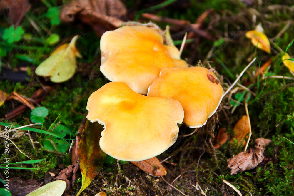 Giftiges Pilzgeflecht Giftiges Pilzgeflecht