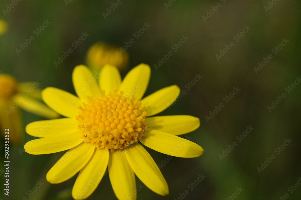yellow flower on background of green grass yellow flower on background of green grass