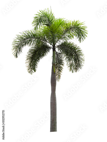  Palm trees on a separate white background.