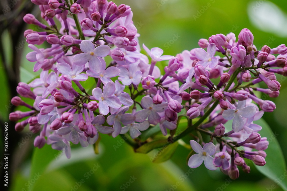 Naklejka premium pink flowers in garden