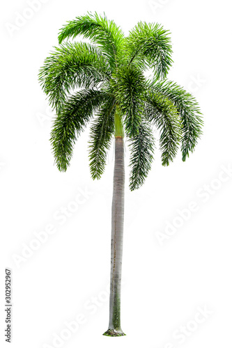 Palm trees on a separate white background.