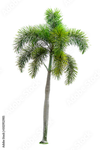 Palm trees on a separate white background. © waraphot