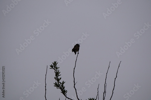 silhouette of a bird