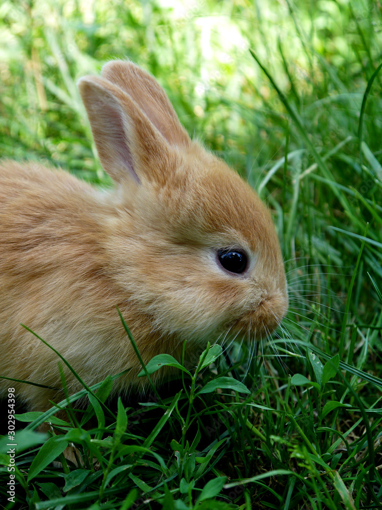 Colorful red-haired little rabbit on a background of green grass. Colorful red-haired little rabbit on a background of green grass.