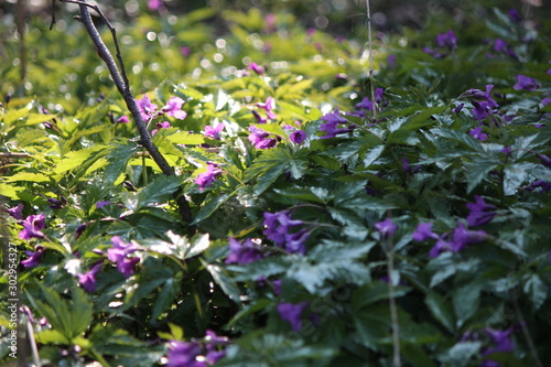 flora
