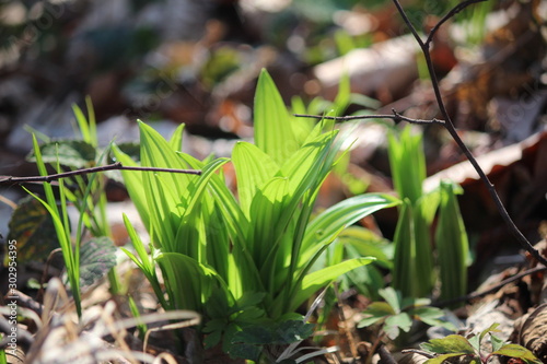 flora