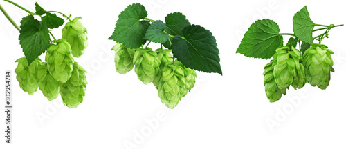 Green hop plants, isolated on white background. ripe green hop cones, beer brewing ingredient. Common Hop.