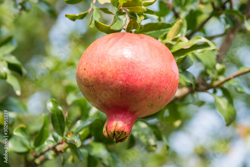 Pomegranate tasty close up