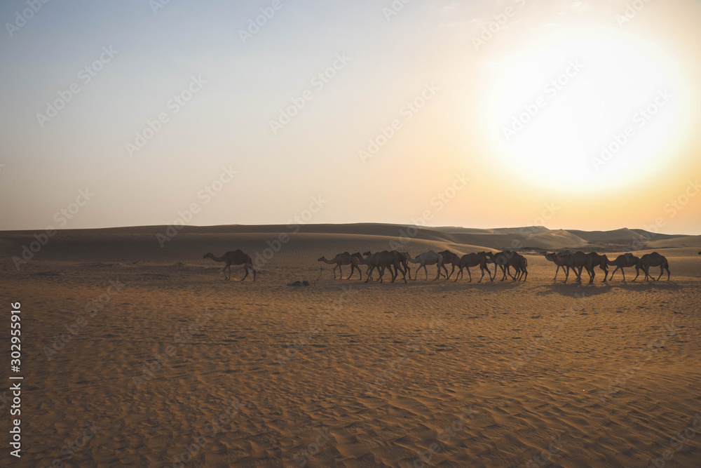 Camels in the Dubai in the desert at sunrise with rolling dunes in the background. Camels in the Dubai in the desert at sunrise with rolling dunes in the background.