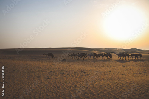 Camels in the Dubai in the desert at sunrise with rolling dunes in the background.