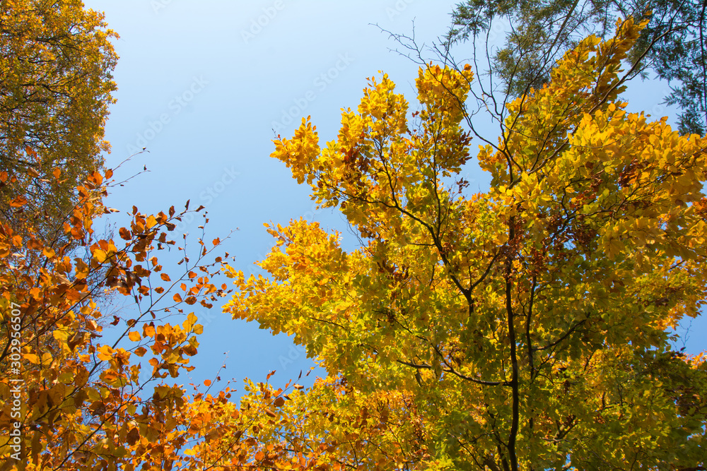 Colourful treetops with leaves in autumn