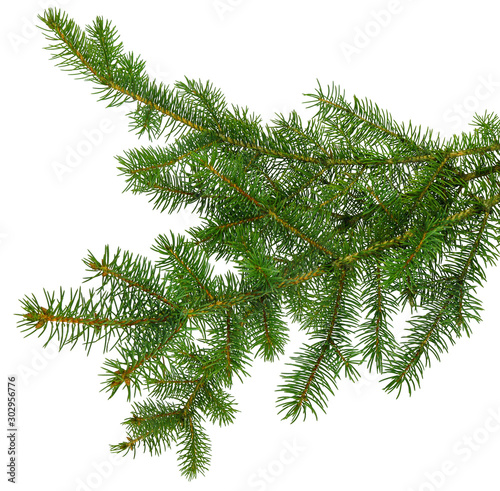 pine branch   pine-tree twig. Spruce . fir-tree. Decoration for new year and christmas  xmas festive and holidays.