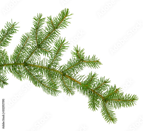 pine branch   pine-tree twig. Spruce . fir-tree. Decoration for new year and christmas  xmas festive and holidays.
