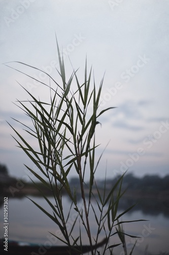 grass and sky