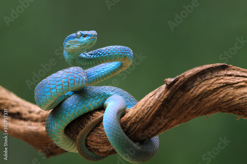 The face of the blue viper close up is ready to attack