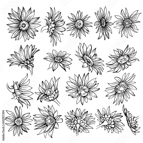 Hand drawn Sketch of blooms. Beautiful monochrome black and white flowers daisy. sunflower sketch. 