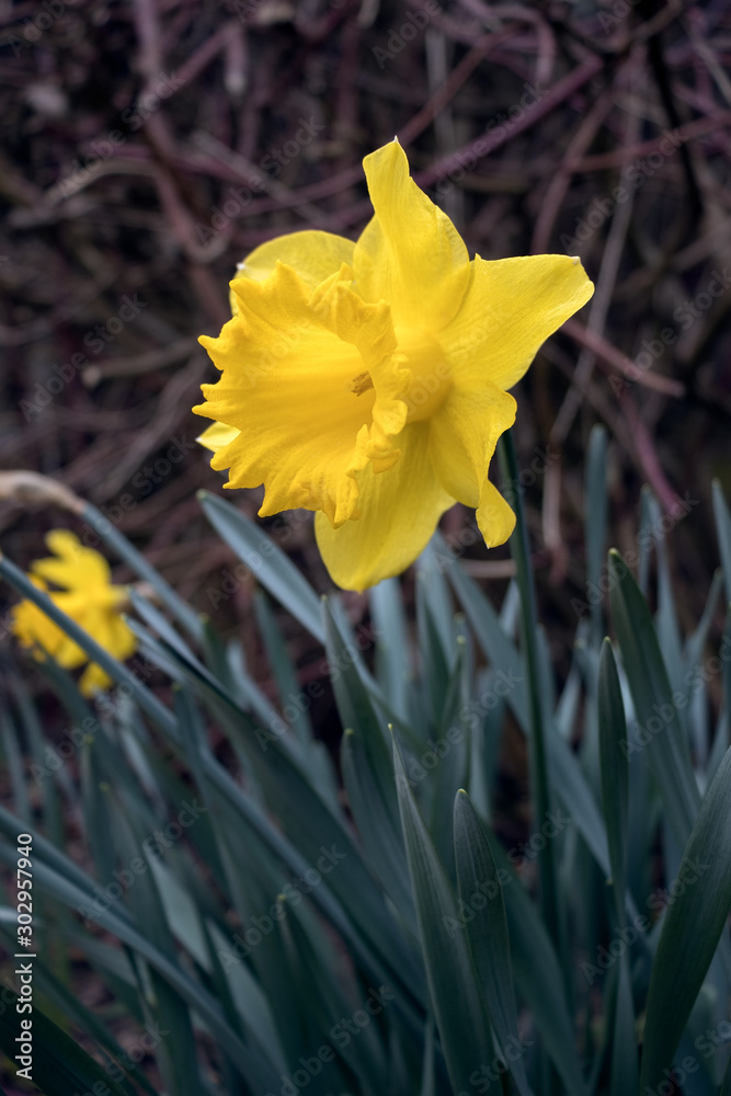 Fototapeta premium Vibrant yellow Daffodil flowering in East Grinstead