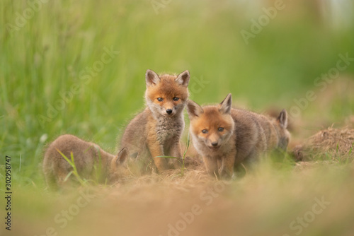 famille de renardeau
