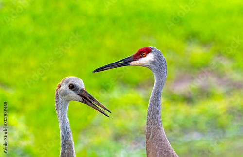 Photo Illustration of Young and Adult Sandhill Cranes © Daniel