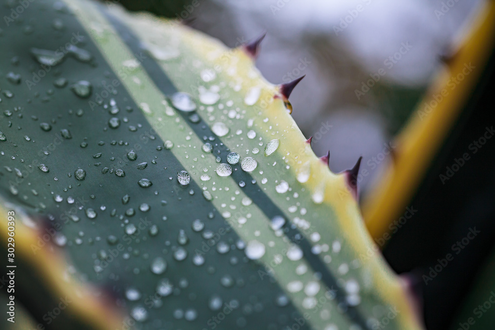 Naklejka premium Gocce 3