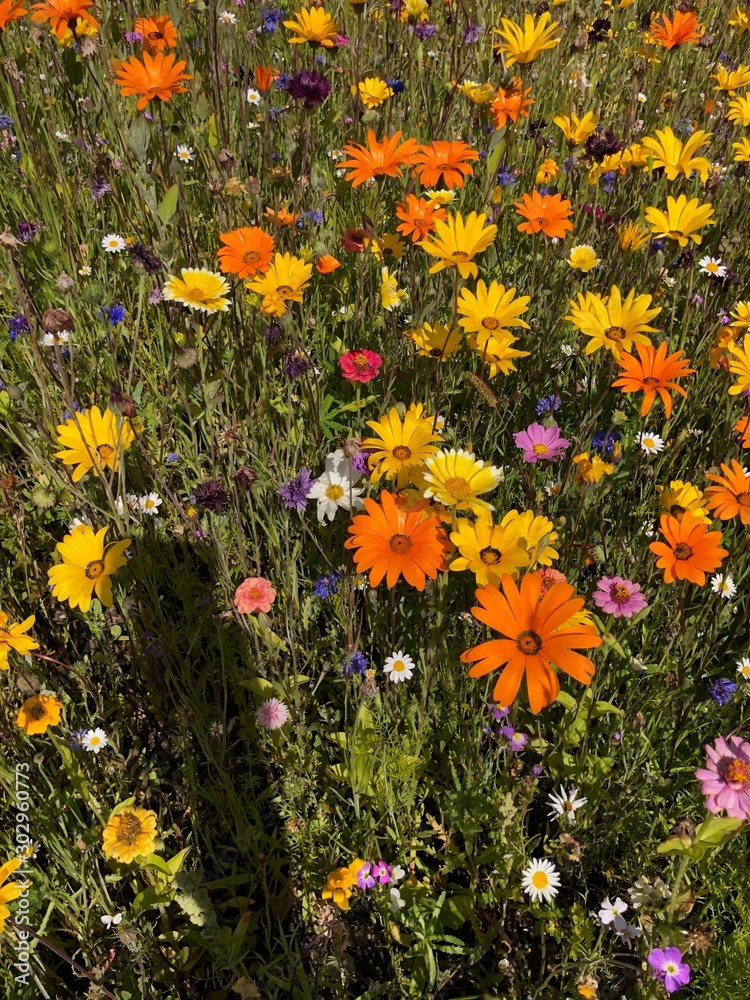 fiori prato fiorito aiuola 