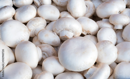 Background mushrooms white fresh top view champignon small harvest