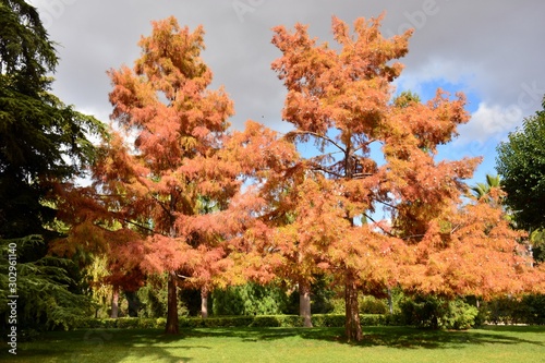 Ciprés de los pantanos, Taxodium distichum, en otoño photo