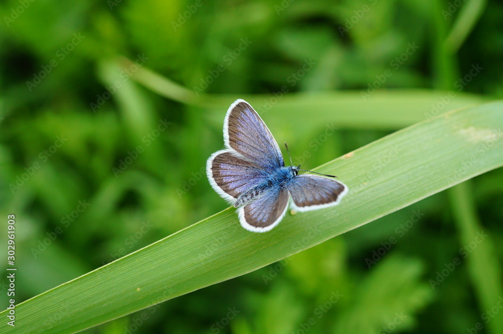 Fototapeta premium blue butterfly on a flower