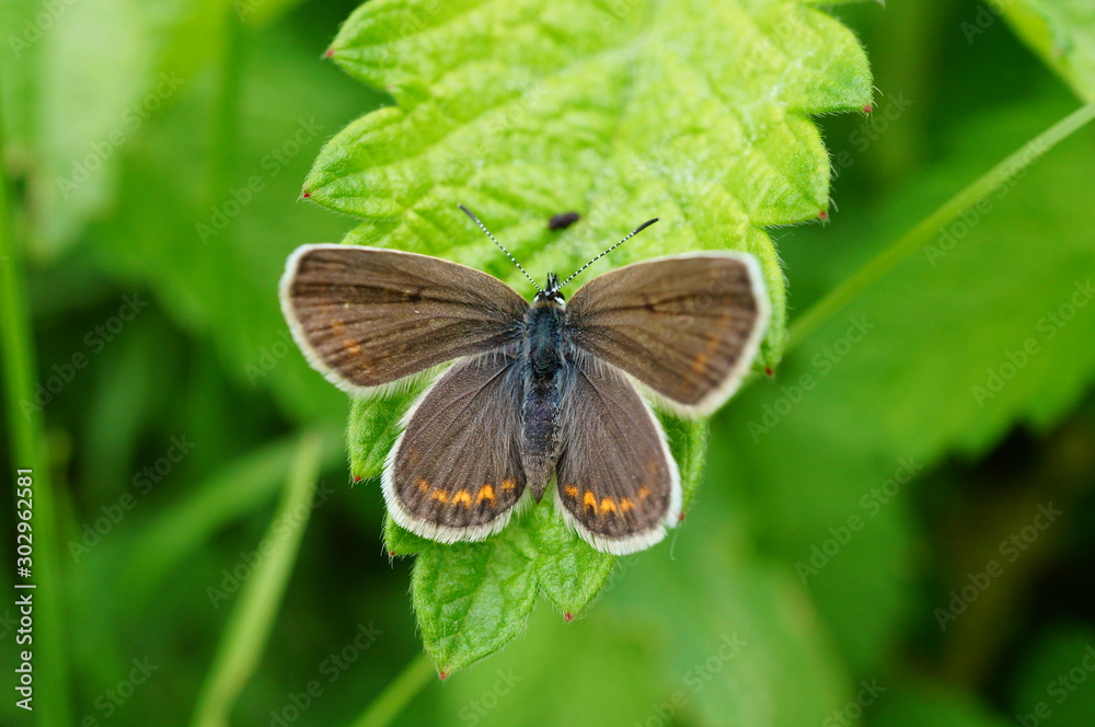 Fototapeta premium butterfly on leaf