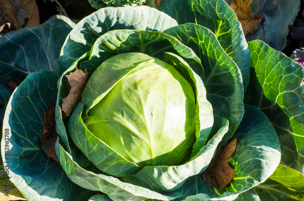Fototapeta premium Fresh green cabbage in the garden. Autumn harvest. Green vagatable. Healthy food.
