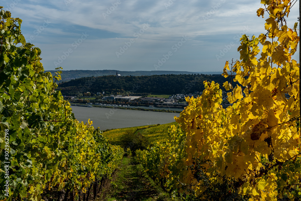 vineyards in ruedesheim, middle rhine valley, germany